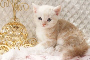 マンチカン【佐賀県・男の子・2015年10月24日・クリームタビー】の写真「」