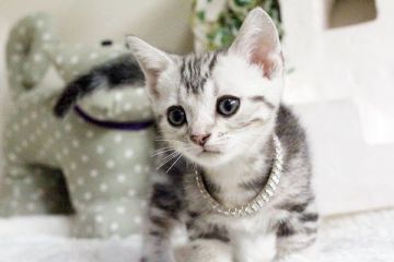 マンチカン【佐賀県・女の子・2015年3月25日・シルバータビー】の写真「」