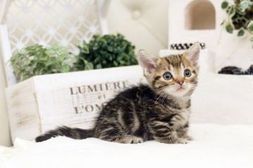 マンチカン【佐賀県・男の子・2017年1月29日・ブラウンタビー】の写真「元気いっぱいの男の子です。」