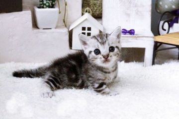 マンチカン【佐賀県・男の子・2015年9月3日・シルバータビー】の写真「」