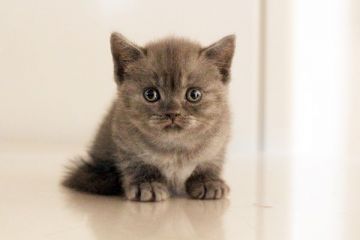 ブリティッシュショートヘア【佐賀県・男の子・2016年1月23日・ブルー】の写真「」