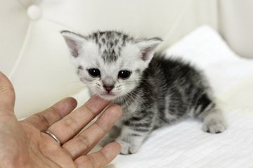 マンチカン【佐賀県・男の子・2014年10月2日・シルバータビー（ショート）】の写真「」