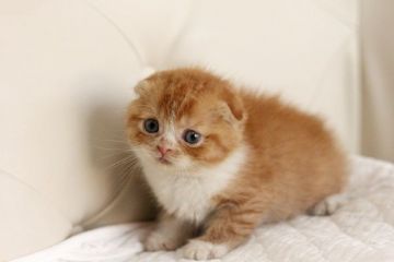 スコティッシュフォールド【佐賀県・男の子・2014年10月28日・レッド&ホワイト】の写真「」