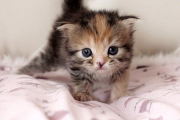 スコティッシュフォールド【佐賀県・女の子・2014年9月19日・キャリコ（セミロング）】の写真「お目目が大きな子ですよ～」