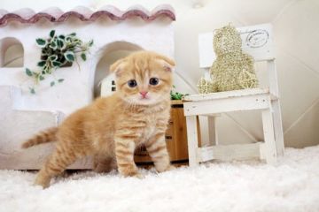 スコティッシュフォールド(折れ耳)【佐賀県・女の子・2021年8月29日・レッドタビー】の写真「可愛いスコちゃん💛」