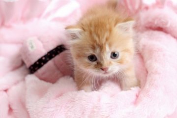 スコティッシュフォールド【佐賀県・男の子・2014年10月24日・レッドタビー】の写真「」