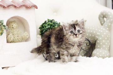 マンチカン【佐賀県・女の子・2017年1月17日・トーティー】の写真「可愛らしい女の子♪」