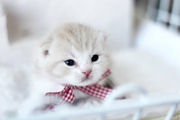スコティッシュフォールド【佐賀県・男の子・2014年3月18日・クリームタビー】の写真「」