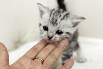 マンチカン【佐賀県・女の子・2014年10月2日・シルバータビー（ショート）】の写真「」