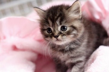 スコティッシュフォールド【佐賀県・女の子・2014年10月24日・ブラウンタビー】の写真「」