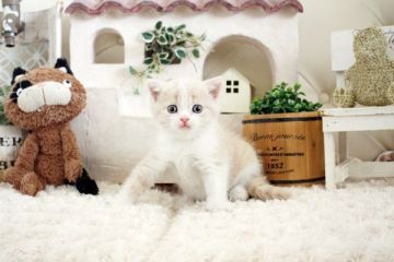 スコティッシュフォールド(立ち耳)【佐賀県・女の子・2021年8月23日・クリーム&ホワイト】の写真「可愛いスコちゃん💛」