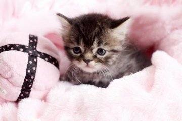 スコティッシュフォールド【佐賀県・男の子・2014年10月24日・ブラウンタビー】の写真「」
