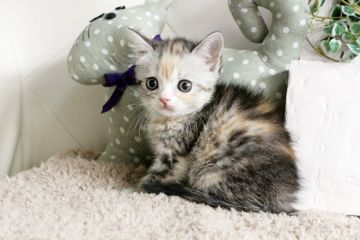 スコティッシュフォールド【佐賀県・女の子・2015年3月16日・キャリコ】の写真「」