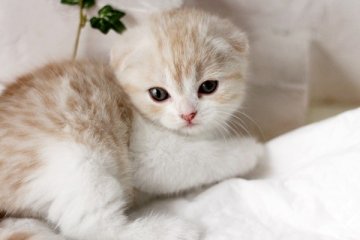 スコティッシュフォールド【佐賀県・女の子・2014年2月17日・クリームタビー&ホワイト（ショート）】の写真「」