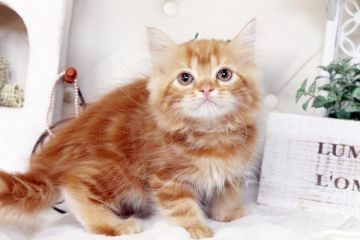 スコティッシュフォールド【佐賀県・女の子・2016年2月17日・レッドタビー】の写真「」