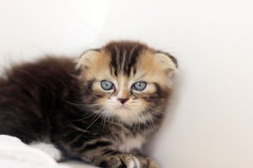 スコティッシュフォールド【佐賀県・男の子・2014年5月5日・ブラウンタビー（ロング）】の写真「」