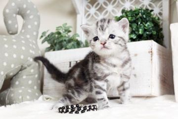 マンチカン【佐賀県・女の子・2016年10月17日・シルバーパッチドタビー】の写真「」