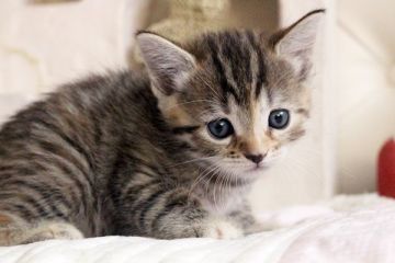 マンチカン【佐賀県・女の子・2015年3月6日・ブラウンパッチドタビー】の写真「」