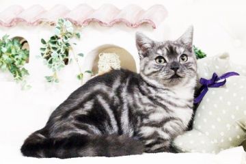 マンチカン【佐賀県・女の子・2017年4月22日・シルバータビー】の写真「短足の女の子です」