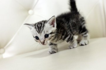 マンチカン【佐賀県・男の子・2014年10月2日・シルバータビー（ショート）】の写真「」