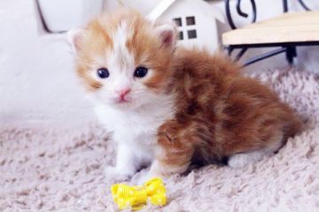 スコティッシュフォールド【佐賀県・男の子・2015年8月20日・レッドタビー&ホワイト】の写真「」