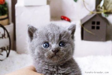 ブリティッシュショートヘア【佐賀県・女の子・2015年6月18日・ブルー】の写真「」