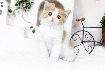 スコティッシュフォールド【佐賀県・女の子・2016年2月8日・レッド&ホワイト】の写真「」