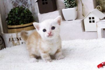 マンチカン【佐賀県・男の子・2015年9月3日・クリームタビー】の写真「」