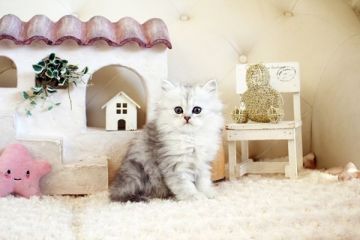 ペルシャ(チンチラ)【佐賀県・女の子・2021年10月8日・チンチラシルバー】の写真「可愛いチンチラちゃん★」
