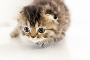 スコティッシュフォールド【佐賀県・女の子・2015年9月25日・ブラウンタビー】の写真「」