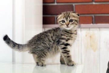 スコティッシュフォールド【佐賀県・男の子・2015年8月14日・ブラウンタビー&ホワイト】の写真「」