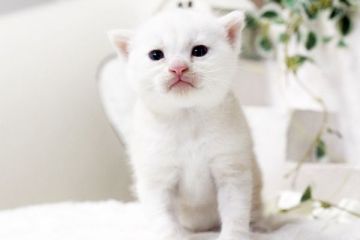 マンチカン【佐賀県・男の子・2016年6月9日・クリームタビー】の写真「」