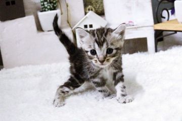 マンチカン【佐賀県・女の子・2015年9月6日・シルバータビー】の写真「」