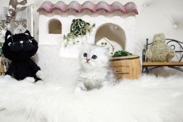 ペルシャ(チンチラ)【佐賀県・女の子・2022年4月3日・チンチラシルバー】の写真「ふんわりチンチラちゃん💛」