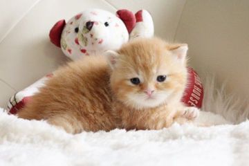 スコティッシュフォールド【佐賀県・男の子・2015年2月10日・レッドタビー&ホワイト】の写真「」