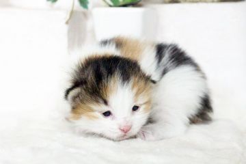 ノルウェージャンフォレストキャット【佐賀県・女の子・2016年2月7日・キャリコ】の写真「」
