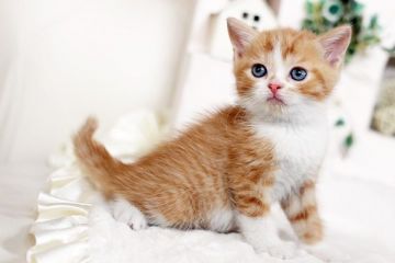 スコティッシュフォールド【佐賀県・男の子・2016年2月9日・レッドタビー&ホワイト】の写真「」