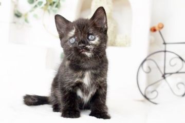 マンチカン【佐賀県・女の子・2016年3月20日・トーティー】の写真「」