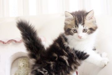 スコティッシュフォールド【佐賀県・男の子・2015年2月10日・ブラウンタビー&ホワイト】の写真「」