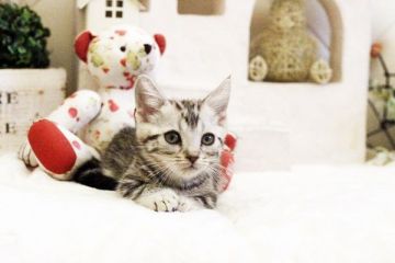 マンチカン【佐賀県・男の子・2017年3月23日・シルバータビー】の写真「マンチカン　男の子」