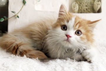 スコティッシュフォールド【佐賀県・男の子・2015年2月19日・レッドタビー&ホワイト】の写真「」