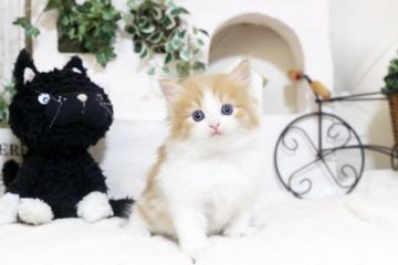 ノルウェージャンフォレストキャット【佐賀県・男の子・2017年10月4日・レッド&ホワイト】の写真「とてもハンサムさんのノルウェージャン」
