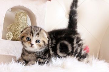 スコティッシュフォールド【佐賀県・男の子・2015年1月31日・ブラウンタビー&ホワイト】の写真「」