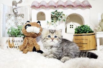 ペルシャ(チンチラ)【佐賀県・男の子・2021年9月2日・チンチラゴールデン】の写真「ウルウルお目目のチンチラちゃん★」