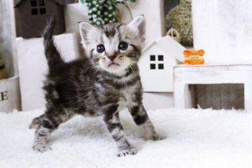 マンチカン【佐賀県・男の子・2015年9月6日・シルバータビー】の写真「」