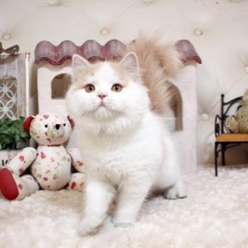 スコティッシュフォールド(立ち耳)【佐賀県・女の子・2022年5月26日・クリーム&ホワイト】の写真「可愛いスコちゃん♪」