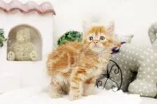マンチカン【佐賀県・男の子・2017年1月17日・レッドタビー】の写真1