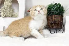 スコティッシュフォールド【佐賀県・女の子・2016年2月13日・レッドタビー&ホワイト】の写真1