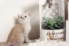 スコティッシュフォールド(立ち耳)【佐賀県・女の子・2020年3月3日・クリームタビー】の写真1