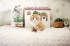 スコティッシュフォールド(折れ耳)【佐賀県・男の子・2021年6月22日・レッドタビー&ホワイト】の写真1